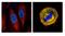 Small Ubiquitin Like Modifier 1 antibody, NBP2-20532, Novus Biologicals, Immunocytochemistry image 