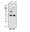 Wnt Family Member 5B antibody, A05836-2, Boster Biological Technology, Western Blot image 