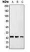 Kruppel Like Factor 17 antibody, orb215599, Biorbyt, Western Blot image 