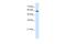 Pregnancy Specific Beta-1-Glycoprotein 9 antibody, A10599, Boster Biological Technology, Western Blot image 