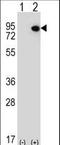 ETS-related transcription factor Elf-4 antibody, LS-C167725, Lifespan Biosciences, Western Blot image 