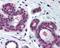 Cyclin Dependent Kinase 2 antibody, 49-407, ProSci, Immunohistochemistry paraffin image 
