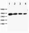 BCL2 Associated Athanogene 1 antibody, PA5-78852, Invitrogen Antibodies, Western Blot image 