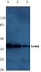 Aurora Kinase B antibody, AP06609PU-N, Origene, Western Blot image 