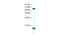 CUL-1 antibody, 31-043, ProSci, Enzyme Linked Immunosorbent Assay image 