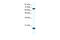 Cullin 1 antibody, 31-043, ProSci, Enzyme Linked Immunosorbent Assay image 