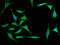 MX Dynamin Like GTPase 2 antibody, LS-C673511, Lifespan Biosciences, Immunofluorescence image 