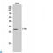 Septin 5 antibody, LS-C813315, Lifespan Biosciences, Western Blot image 