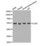 Extracellular Matrix Protein 1 antibody, abx001274, Abbexa, Western Blot image 