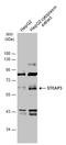 STEAP3 Metalloreductase antibody, GTX116308, GeneTex, Western Blot image 