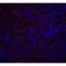 TNF Receptor Superfamily Member 10a antibody, LS-C267, Lifespan Biosciences, Immunofluorescence image 