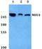 Mucin 4, Cell Surface Associated antibody, A01652, Boster Biological Technology, Western Blot image 