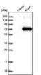 Kelch Like ECH Associated Protein 1 antibody, NBP1-83106, Novus Biologicals, Western Blot image 