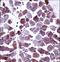 STEAP Family Member 1 antibody, LS-C161556, Lifespan Biosciences, Immunohistochemistry frozen image 