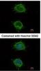 NADH:Ubiquinone Oxidoreductase Subunit S4 antibody, NBP1-31465, Novus Biologicals, Immunofluorescence image 