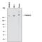 Patched 2 antibody, MAB4078, R&D Systems, Western Blot image 