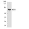 RDX antibody, LS-C200577, Lifespan Biosciences, Western Blot image 