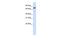 Tripartite Motif Containing 45 antibody, PA5-42340, Invitrogen Antibodies, Western Blot image 