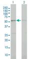 Cyclin Dependent Kinase 13 antibody, H00008621-M02, Novus Biologicals, Western Blot image 