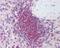 THO Complex 5 antibody, 49-743, ProSci, Immunohistochemistry paraffin image 