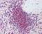 THO complex subunit 5 homolog antibody, 49-743, ProSci, Immunohistochemistry paraffin image 