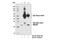 Mitochondrial Calcium Uniporter Regulator 1 antibody, 13706S, Cell Signaling Technology, Immunoprecipitation image 