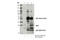 Mitochondrial Fission Factor antibody, 86668S, Cell Signaling Technology, Immunoprecipitation image 