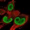 Thioredoxin Reductase 1 antibody, NBP2-55363, Novus Biologicals, Immunofluorescence image 