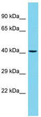 RCC1 Like antibody, TA330773, Origene, Western Blot image 