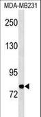 Melanotransferrin antibody, LS-C158138, Lifespan Biosciences, Western Blot image 