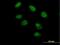 PAX Interacting Protein 1 antibody, H00022976-B01P, Novus Biologicals, Immunocytochemistry image 