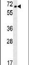 Transmembrane protein 214 antibody, PA5-23576, Invitrogen Antibodies, Western Blot image 