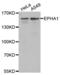 EPH Receptor A1 antibody, abx004033, Abbexa, Western Blot image 
