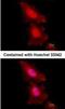 Forkhead Box O1 antibody, NB200-307, Novus Biologicals, Immunofluorescence image 