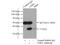 Cyclin Dependent Kinase 6 antibody, 19117-1-AP, Proteintech Group, Immunoprecipitation image 