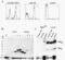 BimS/EL/L antibody, ALX-804-528-C100, Enzo Life Sciences, Western Blot image 