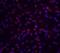 CASP8 And FADD Like Apoptosis Regulator antibody, 2407, QED Bioscience, Immunofluorescence image 