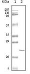 Troponin I3, Cardiac Type antibody, STJ98433, St John
