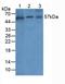 Angiopoietin 1 antibody, LS-C292802, Lifespan Biosciences, Western Blot image 