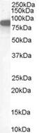 Ezrin antibody, MBS420129, MyBioSource, Western Blot image 