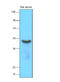 Serpin Family A Member 12 antibody, AM10019PU-N, Origene, Western Blot image 