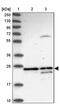 D-Amino Acid Oxidase antibody, PA5-58481, Invitrogen Antibodies, Western Blot image 