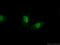 Flap Structure-Specific Endonuclease 1 antibody, 14768-1-AP, Proteintech Group, Immunofluorescence image 