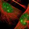 TAO Kinase 2 antibody, NBP1-81465, Novus Biologicals, Immunofluorescence image 