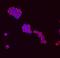 Activation Induced Cytidine Deaminase antibody, MAB39102, R&D Systems, Immunofluorescence image 