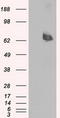 Leukotriene A4 Hydrolase antibody, LS-B10264, Lifespan Biosciences, Western Blot image 