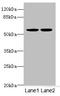Megakaryocyte-Associated Tyrosine Kinase antibody, LS-C676025, Lifespan Biosciences, Western Blot image 