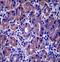 GSG1 Like antibody, LS-C166695, Lifespan Biosciences, Immunohistochemistry frozen image 