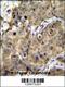 Transmembrane protein 100 antibody, 56-007, ProSci, Immunohistochemistry frozen image 