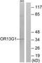 Olfactory Receptor Family 13 Subfamily G Member 1 antibody, TA316472, Origene, Western Blot image 